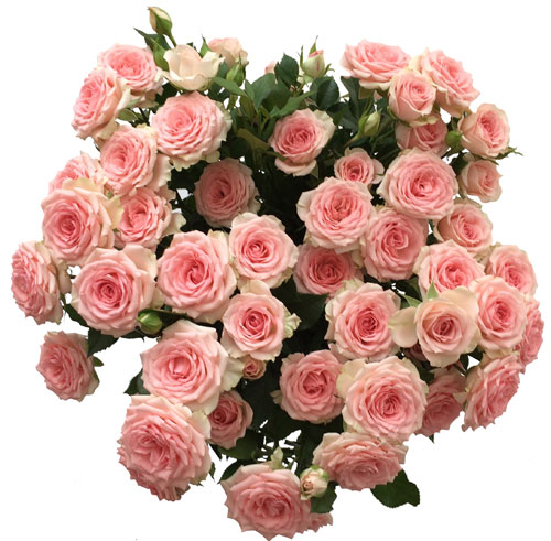 Rozā rozes 8. martā ar piegādi no Zieduveikals.lv