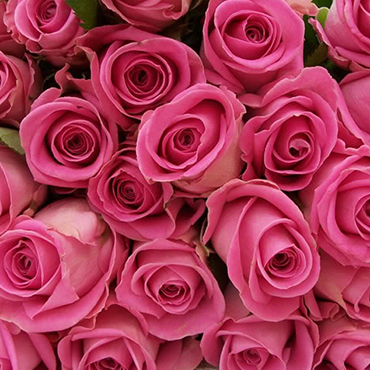 Цветы: Розовые розы 50-60 см