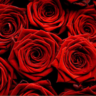 Ziedi: Sarkanas rozes 70 - 80 cm Ziedi: Sarkanas rozes 70 - 80 cm