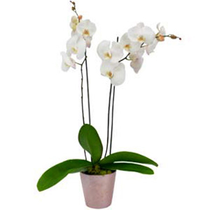 Balta orhideja phalaenopsis. Piegāde Rīgā