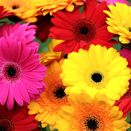 Ziedi: Dažādu krāsu gerberas