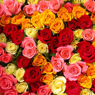 Цветы: Разноцветные розы