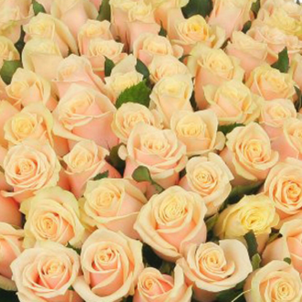 Ziedi: Kremkrāsas rozes. Izveido savu rožu pušķi!