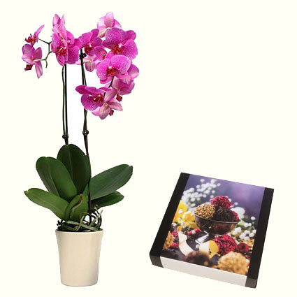 Rozā orhideja Phalaenopsis un šokolādes trifeles. Piegāde Rīgā
