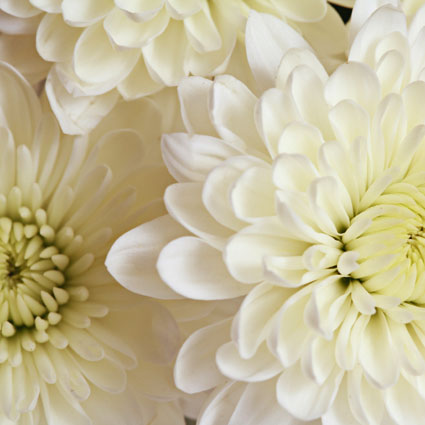 Ziedi: Baltas krizantēmas