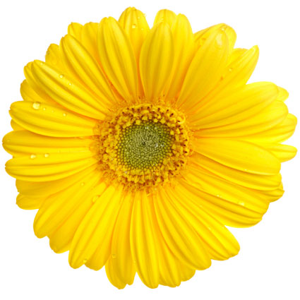 Ziedi: Dzeltenas gerberas