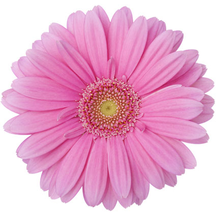 Ziedi: Rozā gerberas