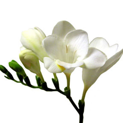 Ziedi: Baltas frēzijas