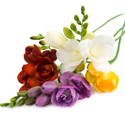 Ziedi: Dažādu krāsu frēzijas Ziedi: Dažādu krāsu frēzijas