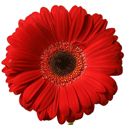 Цветы: Красные герберы