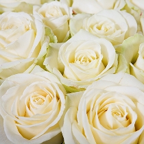 Ziedi: Baltas rozes 50-60 cm