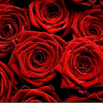 Ziedi: Sarkanas rozes 60 cm