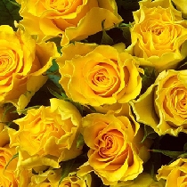 Цветы: Жёлтые розы 70 - 80 см