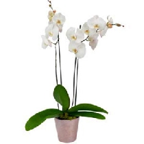 Белая орхидея фаленопсис. Доставка по Риге
