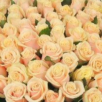 Ziedi: Kremkrāsas rozes 70-80 cm