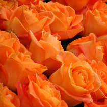 Цветы: Оранжевые розы 50-60 см