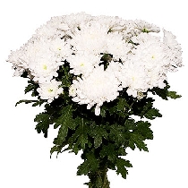 Цветы: Белые хризантемы