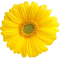 Ziedi: Dzeltenas gerberas