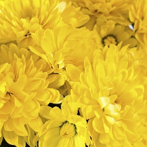 Ziedi: Dzeltenas krizantēmas