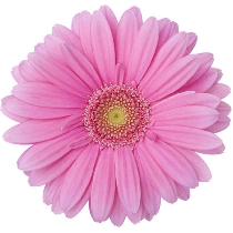 Ziedi: Rozā gerberas