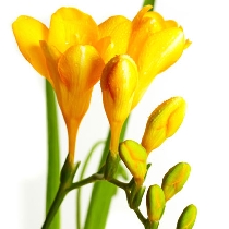 Ziedi: Dzeltenas frēzijas