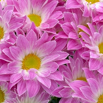 Цветы: Розовые хризантемы
