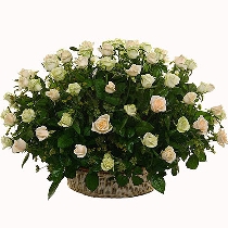 Цветочная композиция в корзине: Белые розы для Тебя!
